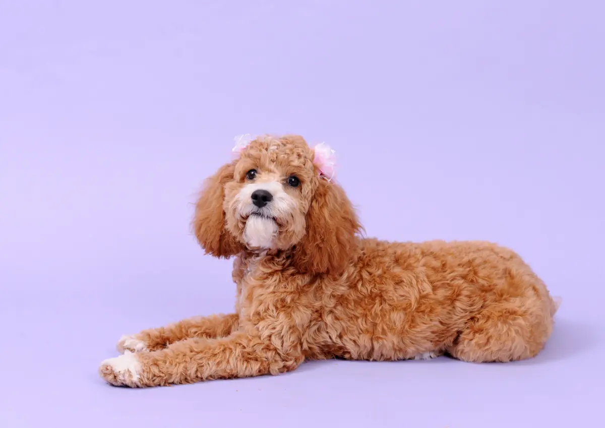 A fluffy poodle puppy on a lavender background